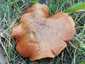 Rózsástövű fenyőtinóru (Suillus collinitus), Szigetmonostor